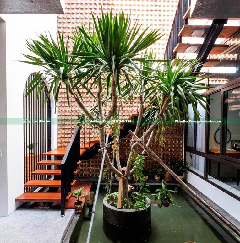 cây phát tài núi trồng giếng trời